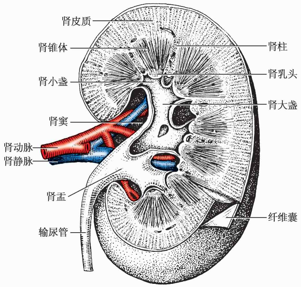 肾内科如何备案