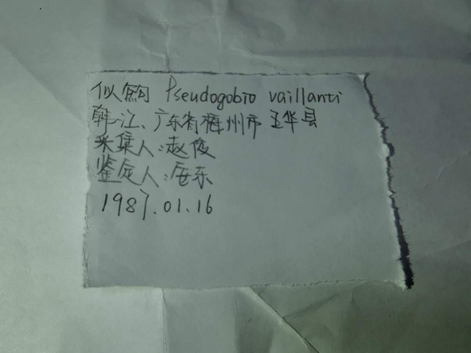 暂停同签备案是什么生肖